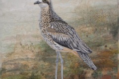 Bush Stone Curlew (Sold)