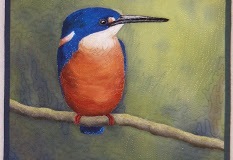 Azure Kingfisher