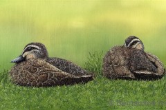Afternoon Siesta (sold)