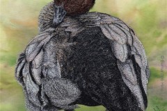 Preening Pause (sold)