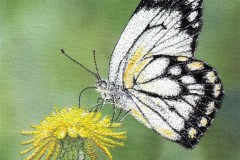 Caper_White_Butterfly_2_Bernardine_Hine