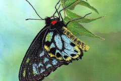 Richmond-Birdwing-1