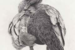 Australian-Wood-Duck2