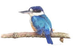 Copy-of-Copy-of-Forest-Kingfisher-Watching