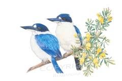 Kingfisher-Couple