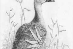 Plumed-Whistling-Duck-Study-1