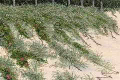 Dune-Line
