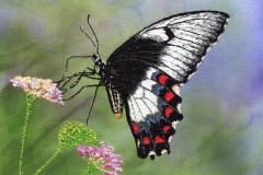 Orchard Swallowtail 7 x 7" SOLD