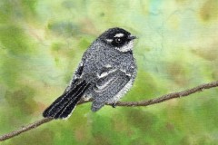 A Grey Fantail 5" x 7" $190