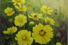 Coreopsis