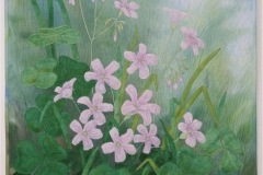 Wood Sorrel