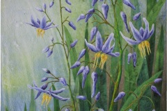 Flax Lily
