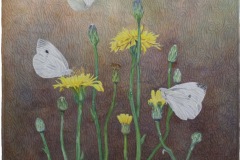 Cabbage Whites