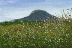 Grassy View Mt Ninderry 5 x 7"