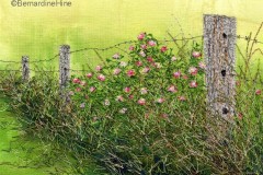 Pink_Lantana_Bernardine_Hine