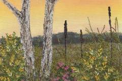 Sunset-Wildflowers-Bernardine-Hine