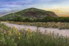 Wildflowers-Mt-Coolum